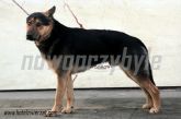 16.12.2013 ZGIERZ GMINA PIES 57703
